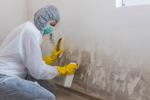Best Industrial Mold Remediation in Vley Grande, AL