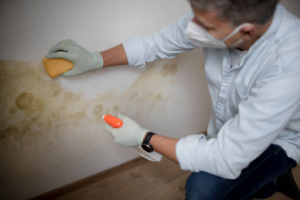 Best Residential Mold Remediation in Vley Grande, AL