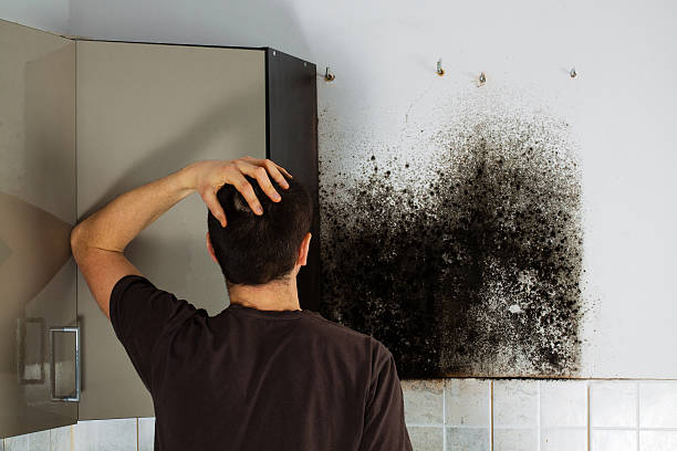 Best Black Mold Remediation in Vley Grande, AL