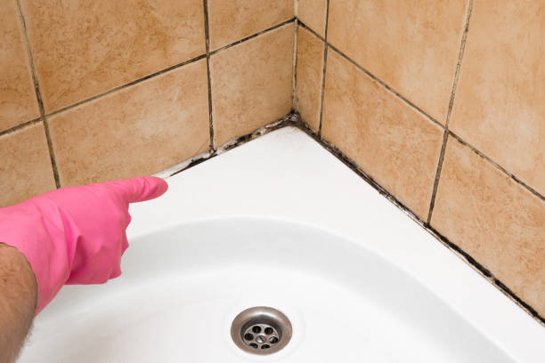 Best Basement Mold Remediation in Vley Grande, AL